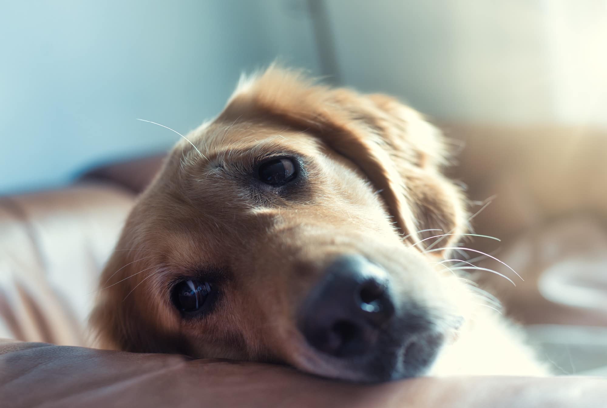recognizing-and-managing-stress-and-anxiety-in-pets