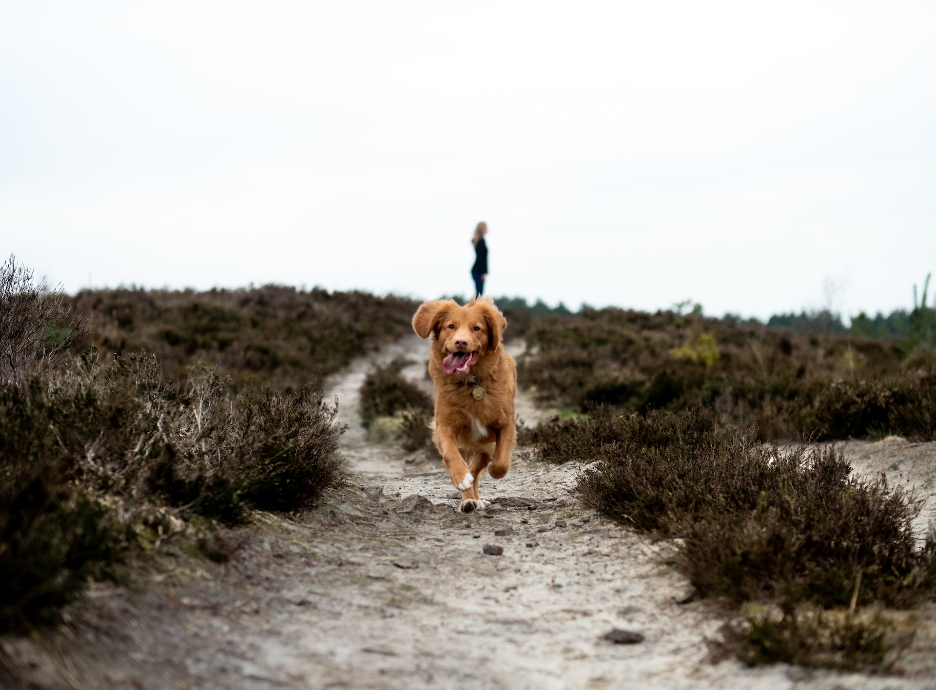 exercise-and-fitness-keeping-your-dog-active